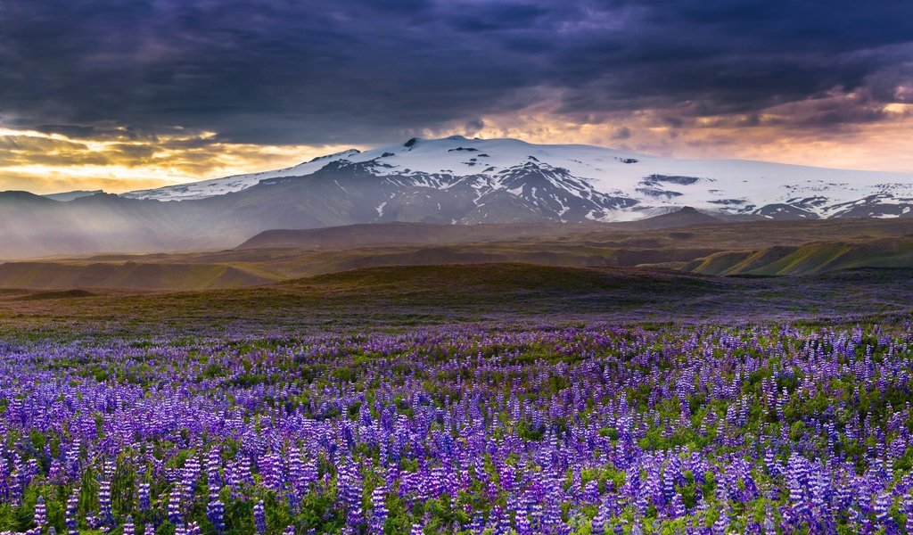 Обои цветы, горы, луг, исландия, люпины, rangarvallasysla, flowers, mountains, meadow, iceland, lupins разрешение 2048x1338 Загрузить