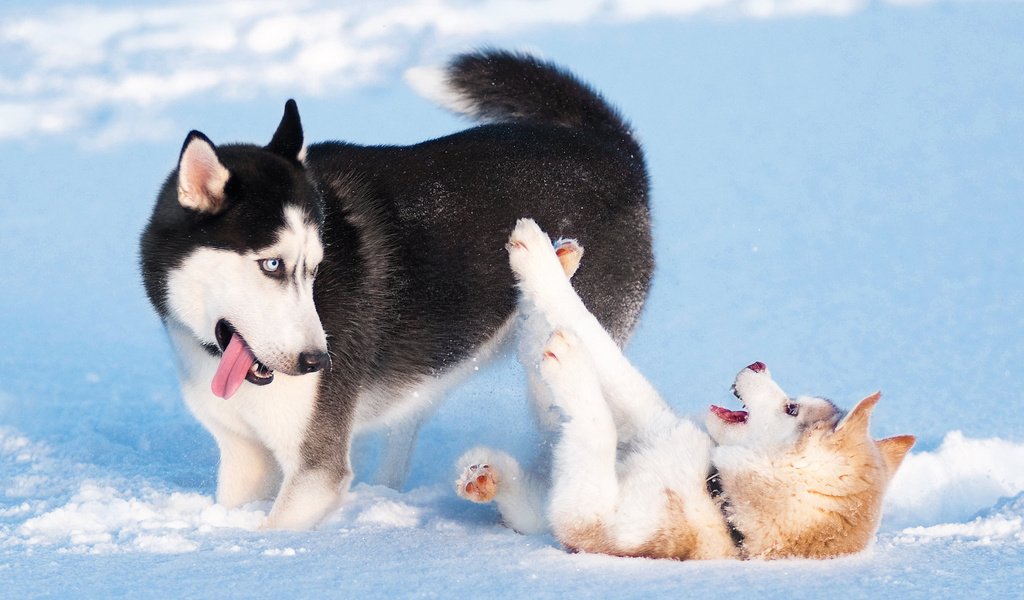 Обои снег, зима, игра, хаски, щенки, собаки, сибирский хаски, snow, winter, the game, husky, puppies, dogs, siberian husky разрешение 2048x1360 Загрузить