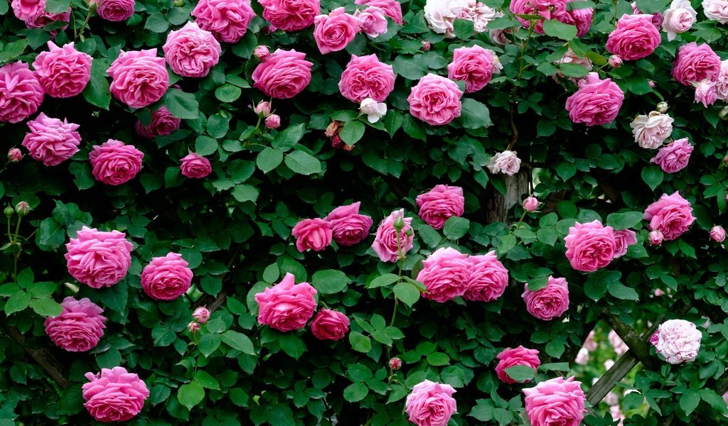 Обои цветы, розы, лепестки, розовые, flowers, roses, petals, pink разрешение 2048x1365 Загрузить