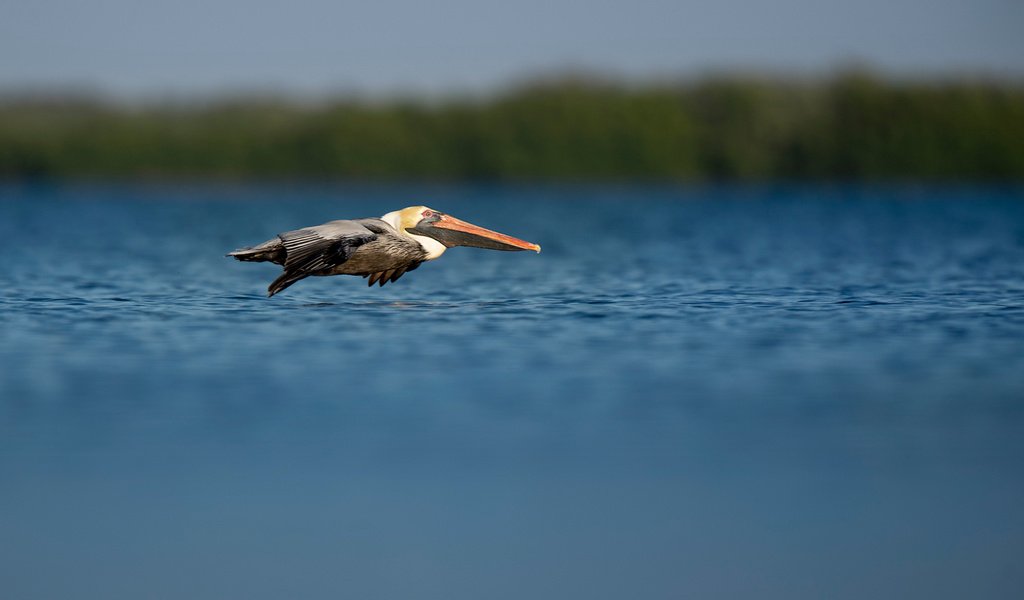 Обои полет, птица, пеликан, ray hennessy, flight, bird, pelican разрешение 3518x2342 Загрузить