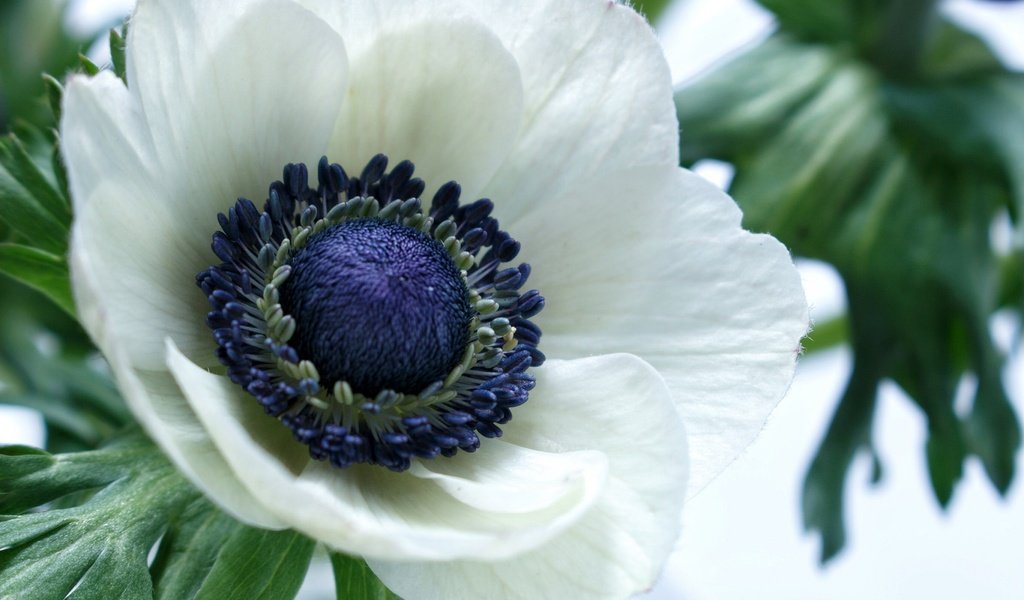 Обои макро, цветок, лепестки, белый, анемон, macro, flower, petals, white, anemone разрешение 2048x1365 Загрузить