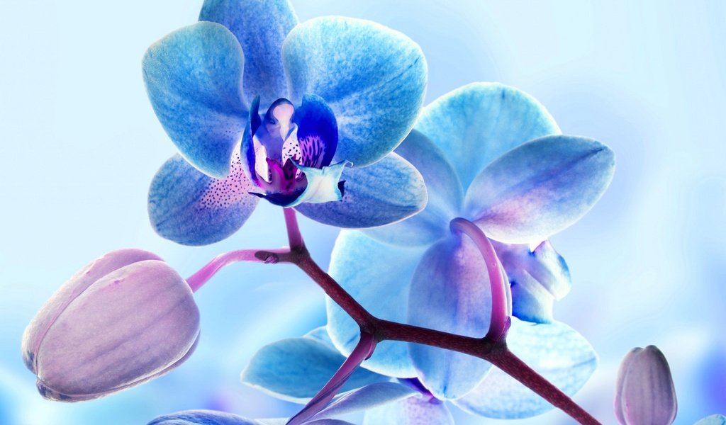 Обои цветы, природа, макро, лепестки, орхидея, flowers, nature, macro, petals, orchid разрешение 2048x1390 Загрузить