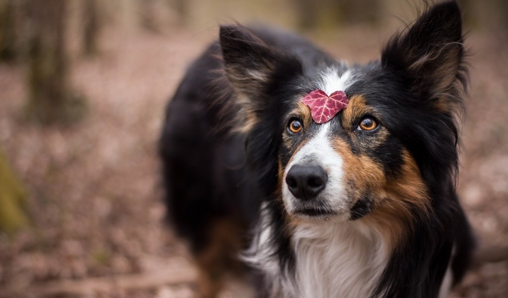 Обои глаза, взгляд, собака, лист, друг, шелти, juliette roux--merveille, eyes, look, dog, sheet, each, sheltie разрешение 2560x1707 Загрузить