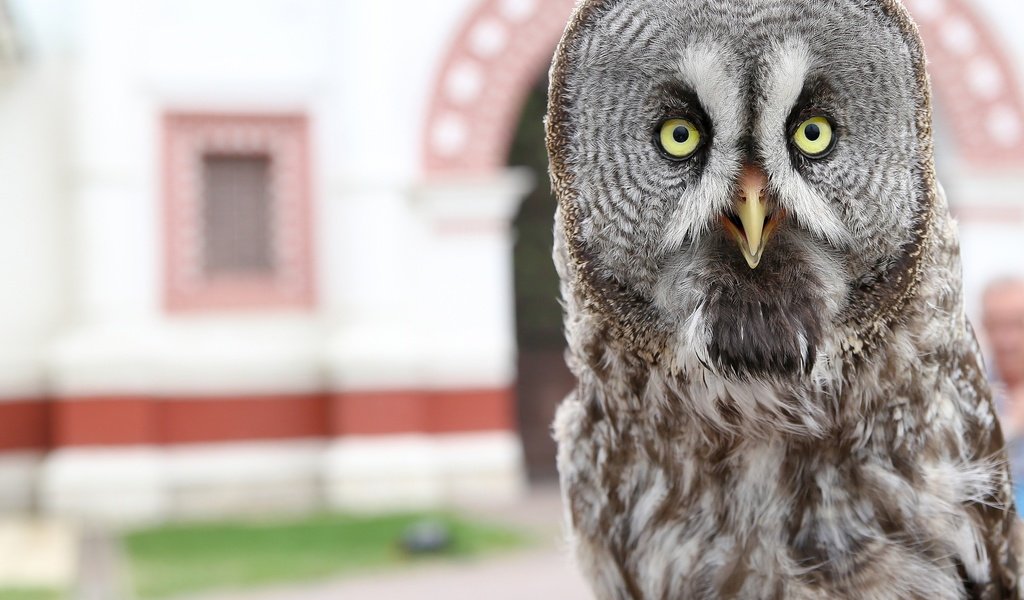 Обои сова, птица, клюв, перья, филин, неясыть, владимир милосердов, owl, bird, beak, feathers, vladimir miloserdov разрешение 3000x2551 Загрузить