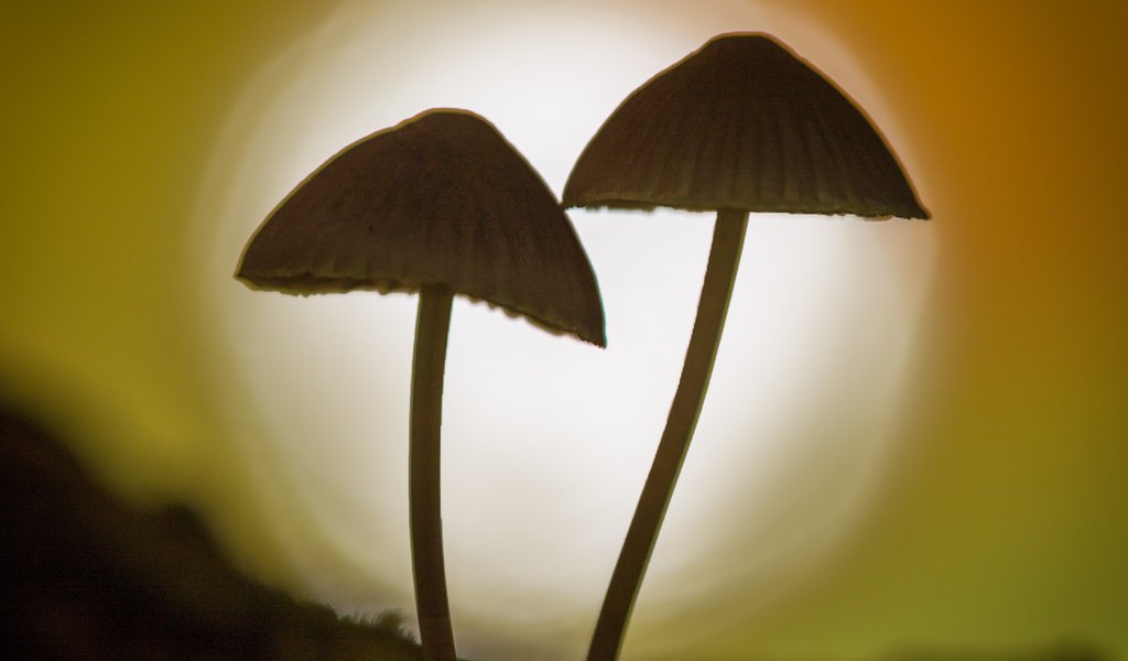 Обои природа, фон, грибы, гриб, силуэт, боке, sophiaspurgin, nature, background, mushrooms, mushroom, silhouette, bokeh разрешение 3134x3134 Загрузить