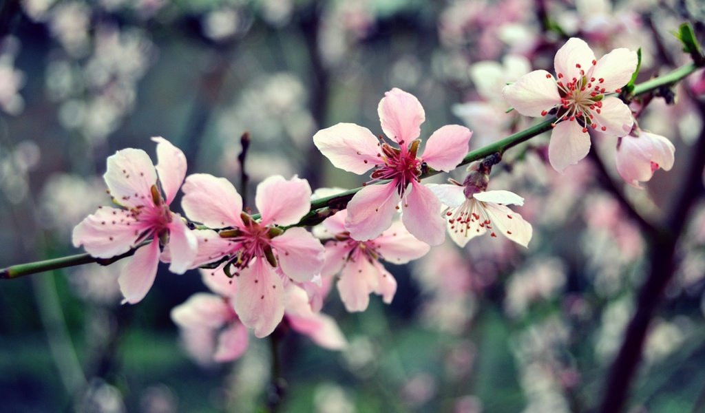 Обои цветы, ветка, дерево, цветение, макро, весна, розовый, вишня, flowers, branch, tree, flowering, macro, spring, pink, cherry разрешение 2449x1632 Загрузить