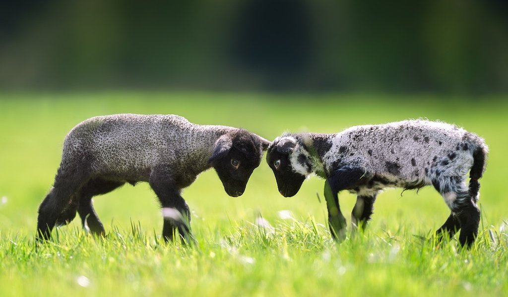 Обои трава, пара, лужайка, баран, овца, барашки, grass, pair, lawn, ram, sheep, lambs разрешение 2048x1365 Загрузить