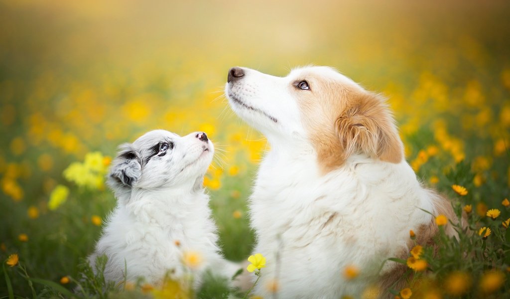 Обои цветы, природа, лето, щенок, собаки, бордер-колли, flowers, nature, summer, puppy, dogs, the border collie разрешение 2048x1365 Загрузить