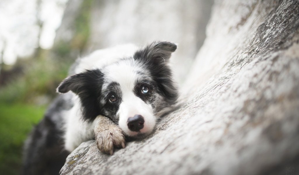 Обои взгляд, собака, друг, бордер-колли, alicja zmysłowska, zoe ♥, look, dog, each, the border collie разрешение 2048x1365 Загрузить