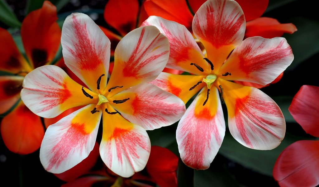 Обои цветы, лепестки, весна, тюльпаны, flowers, petals, spring, tulips разрешение 2048x1360 Загрузить