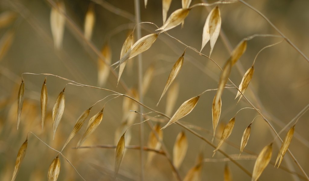 Обои трава, природа, макро, растение, сухая трава, grass, nature, macro, plant, dry grass разрешение 2560x1600 Загрузить