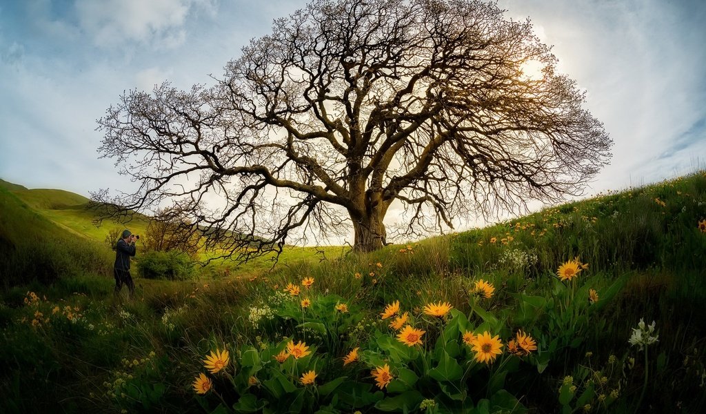 Обои небо, цветы, дерево, человек, the sky, flowers, tree, people разрешение 1920x1282 Загрузить