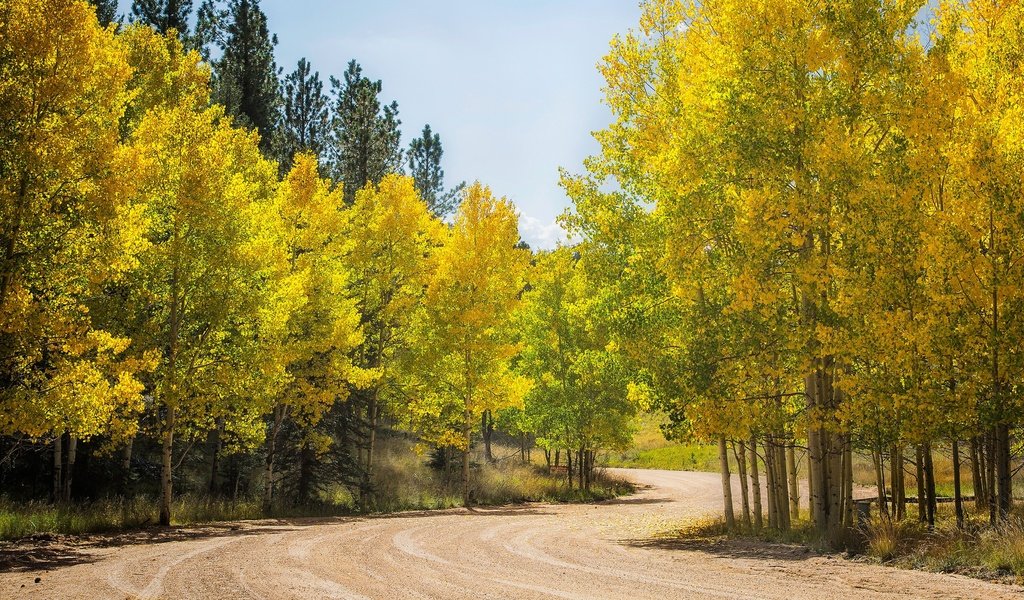 Обои дорога, деревья, лес, осень, сша, колорадо, осина, аспен, road, trees, forest, autumn, usa, colorado, aspen разрешение 3432x1600 Загрузить