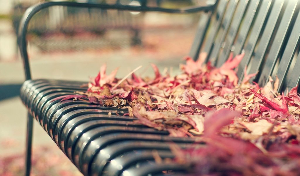 Обои листья, макро, осень, скамейка, листопад, leaves, macro, autumn, bench, falling leaves разрешение 1920x1200 Загрузить