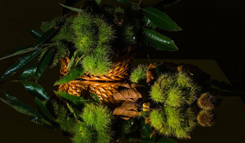 Обои зелень, листья, отражение, черный фон, натюрморт, каштан, greens, leaves, reflection, black background, still life, chestnut разрешение 2048x1401 Загрузить