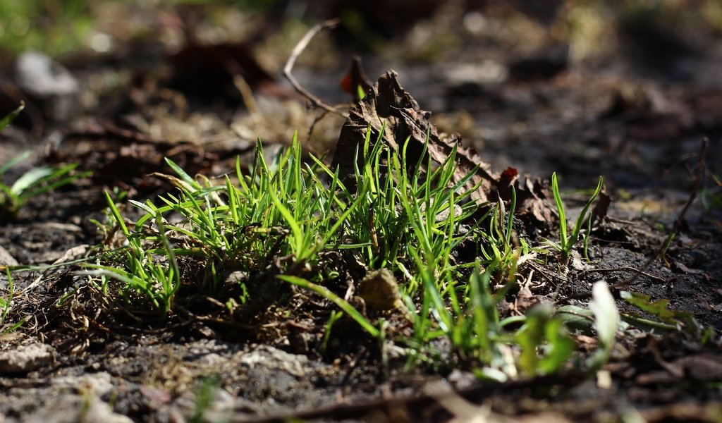 Обои трава, земля, природа, зелень, макро, фон, grass, earth, nature, greens, macro, background разрешение 5184x3456 Загрузить