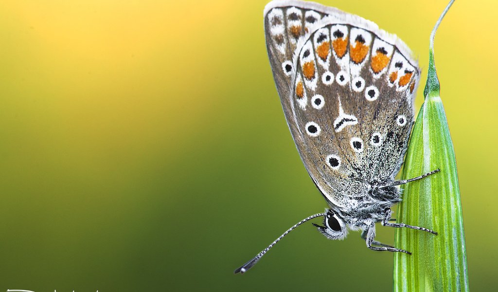 Обои природа, растения, насекомое, фон, бабочка, davide lopresti, nature, plants, insect, background, butterfly разрешение 4717x3145 Загрузить