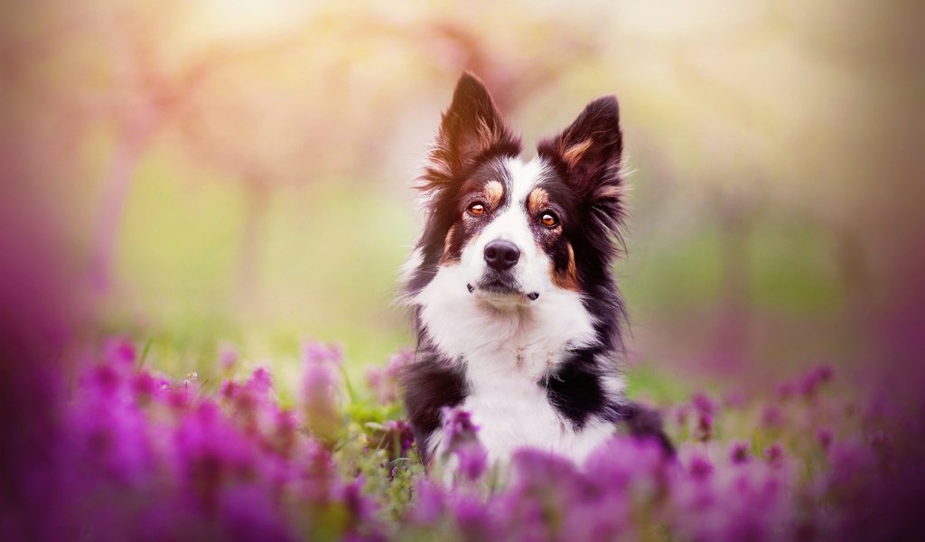 Обои цветы, собака, весна, бордер-колли, kristýna kvapilová, flowers, dog, spring, the border collie разрешение 2924x1949 Загрузить