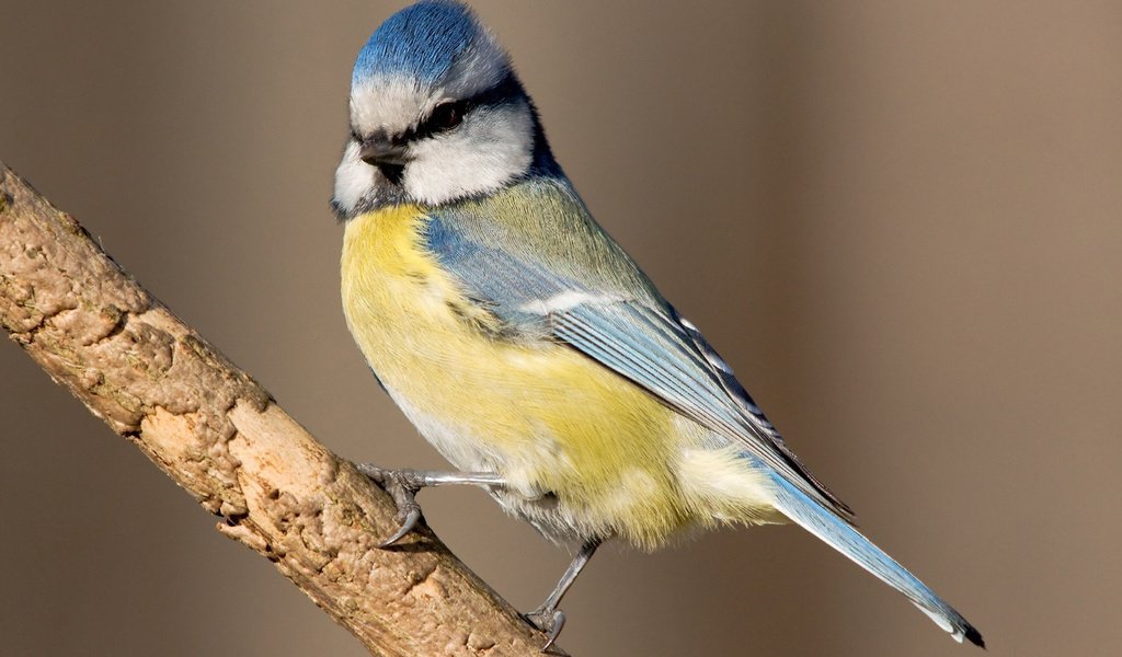 Обои ветка, птица, клюв, перья, синица, лазоревка, branch, bird, beak, feathers, tit, blue tit разрешение 1920x1200 Загрузить