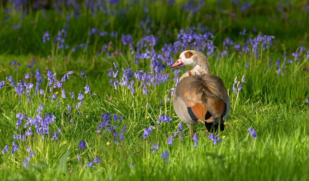 Обои цветы, трава, птица, клюв, перья, утка, flowers, grass, bird, beak, feathers, duck разрешение 2048x1152 Загрузить