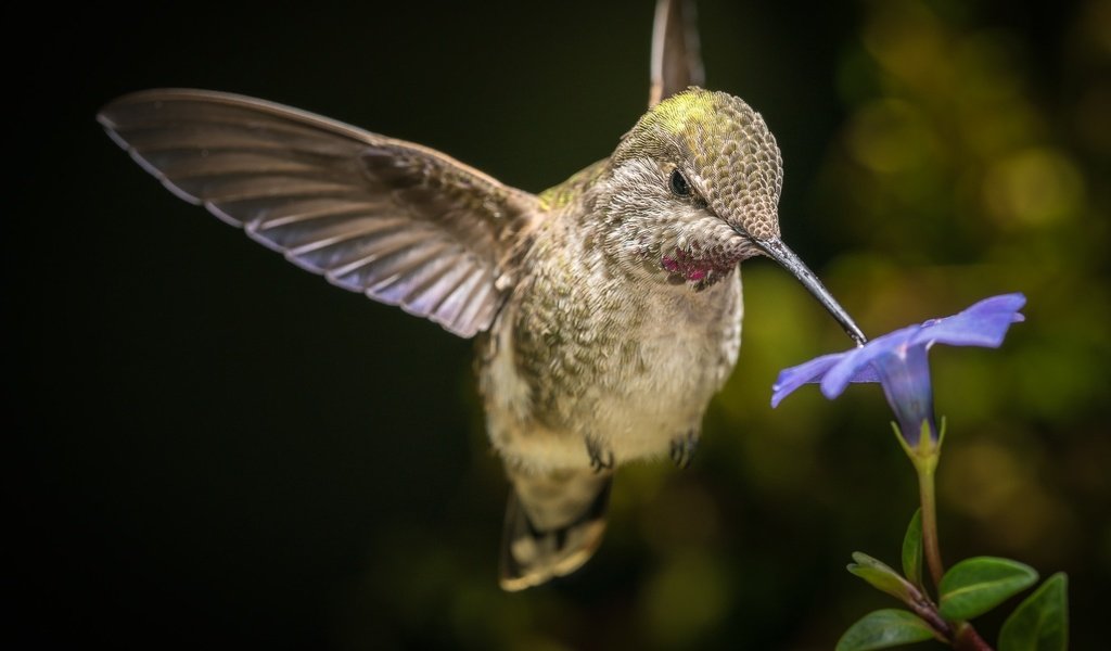 Обои макро, цветок, крылья, птица, клюв, колибри, боке, macro, flower, wings, bird, beak, hummingbird, bokeh разрешение 2000x1334 Загрузить