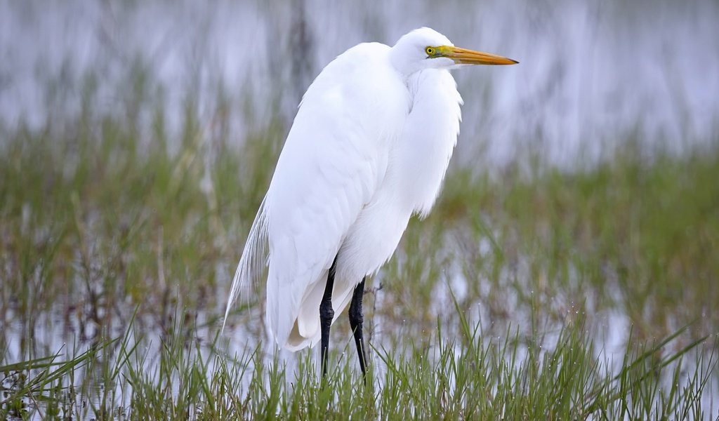 Обои природа, птица, клюв, цапля, белая цапля, nature, bird, beak, heron, white egret разрешение 2718x1600 Загрузить