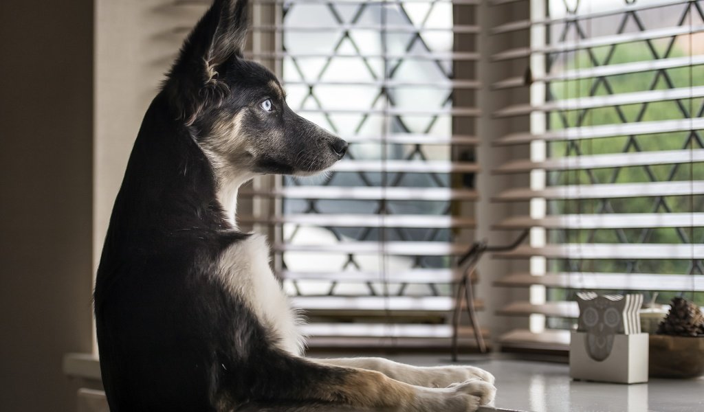 Обои взгляд, собака, дом, окно, немецкая овчарка, look, dog, house, window, german shepherd разрешение 2560x1709 Загрузить