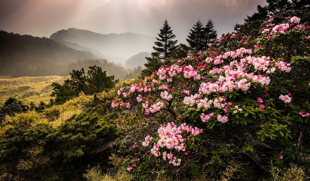 Обои цветы, горы, природа, туман, тайвань, азалия, рододендрон, jeff lee, flowers, mountains, nature, fog, taiwan, azalea, rhododendron разрешение 2048x1368 Загрузить