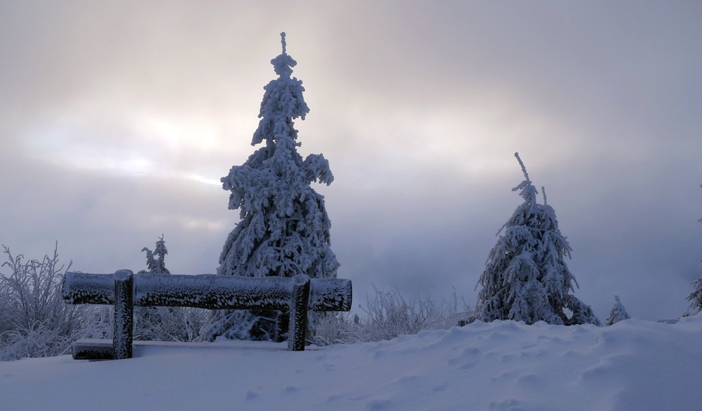 Обои снег, дерево, зима, утро, скамья, snow, tree, winter, morning, bench разрешение 3888x2592 Загрузить