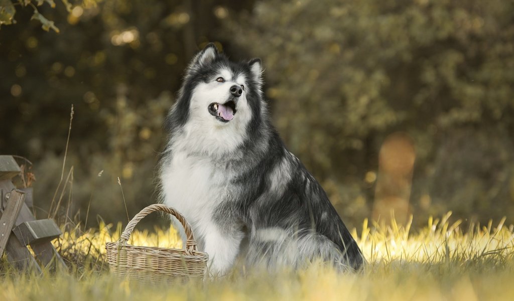 Обои трава, собака, корзинка, боке, маламут, аляскинский маламут, grass, dog, basket, bokeh, malamute, alaskan malamute разрешение 6000x4000 Загрузить