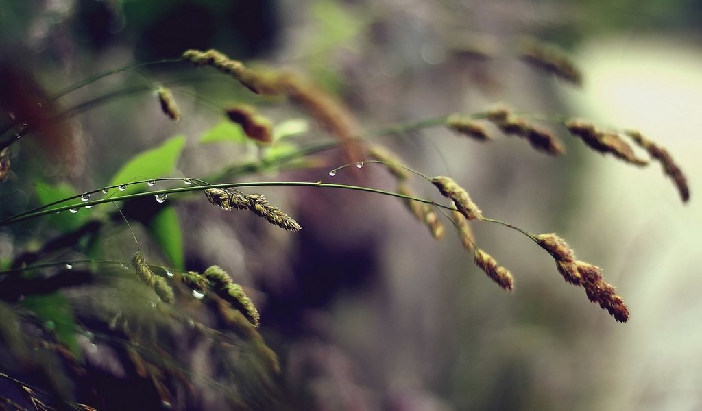 Обои трава, природа, макро, фон, роса, капли, дождь, колоски, grass, nature, macro, background, rosa, drops, rain, spikelets разрешение 1920x1200 Загрузить