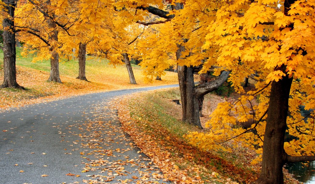 Обои дорога, деревья, природа, осень, листопад, аллея, road, trees, nature, autumn, falling leaves, alley разрешение 1920x1200 Загрузить