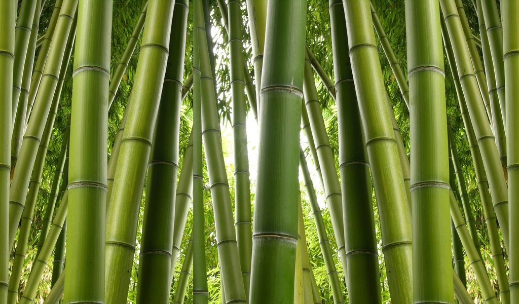 Обои природа, бамбук, заросли, nature, bamboo, thickets разрешение 6275x2824 Загрузить