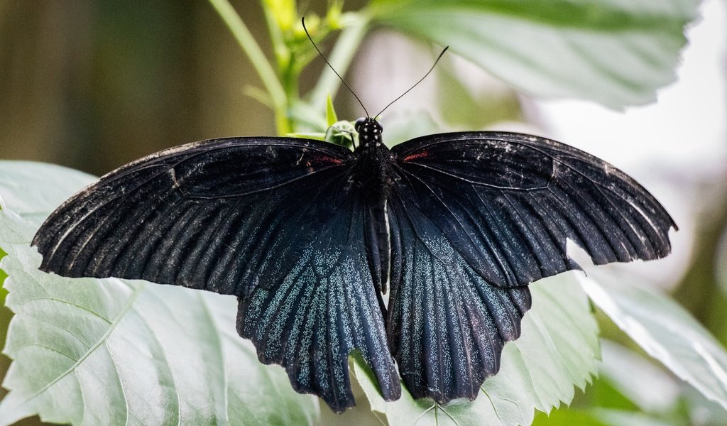 Обои природа, листья, насекомое, бабочка, крылья, nature, leaves, insect, butterfly, wings разрешение 6000x4000 Загрузить