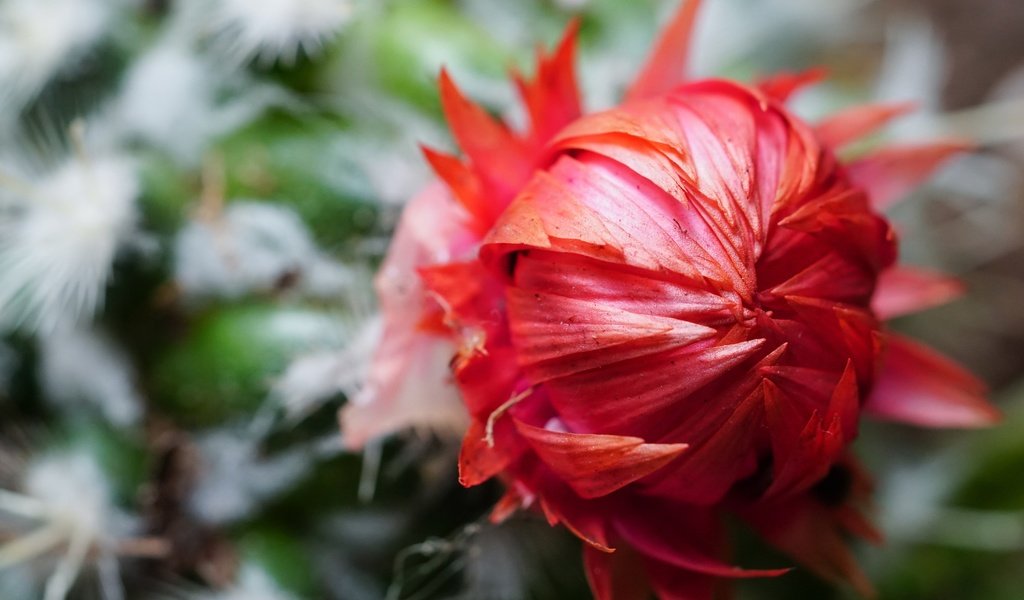 Обои цветок, лепестки, кактус, крупным планом, flower, petals, cactus, closeup разрешение 4000x2667 Загрузить