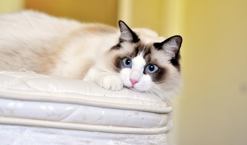 Обои кот, кошка, взгляд, голубые глаза, рэгдолл, cat, look, blue eyes, ragdoll разрешение 1920x1200 Загрузить