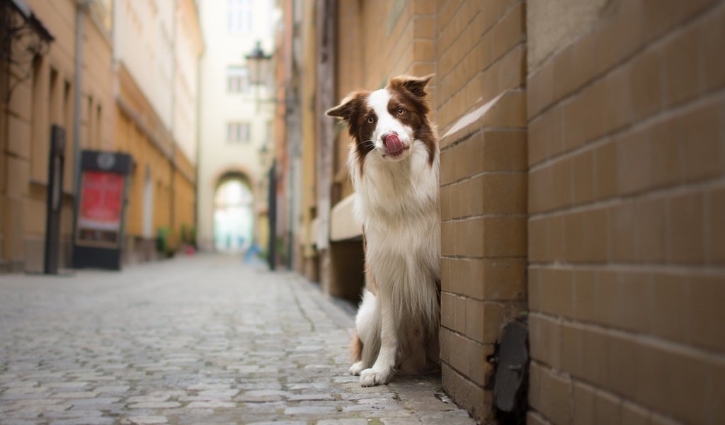 Обои мордочка, взгляд, стена, собака, улица, бордер-колли, muzzle, look, wall, dog, street, the border collie разрешение 1925x1198 Загрузить