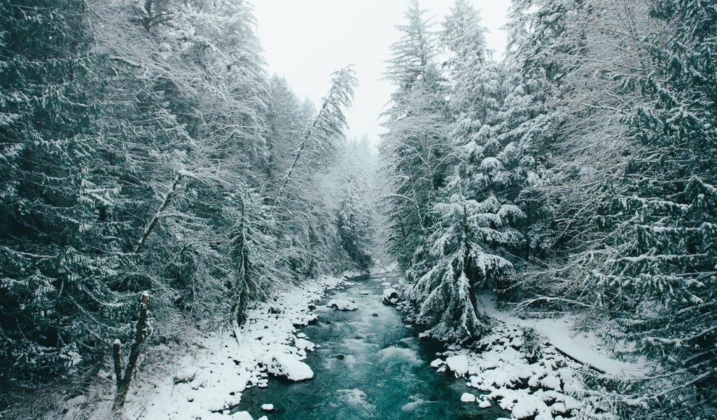 Обои деревья, река, снег, природа, лес, зима, trees, river, snow, nature, forest, winter разрешение 1920x1200 Загрузить
