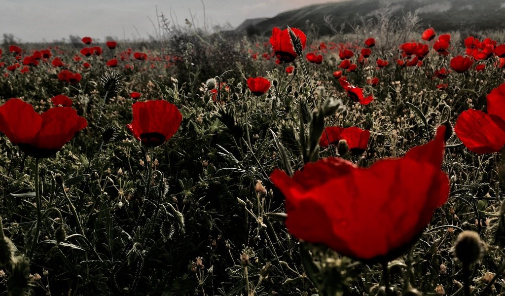 Обои цветы, поле, красные, маки, flowers, field, red, maki разрешение 4032x2270 Загрузить