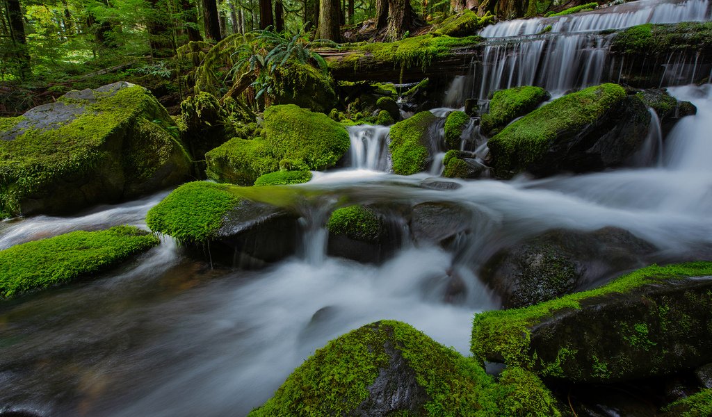 Обои река, природа, камни, лес, водопад, мох, river, nature, stones, forest, waterfall, moss разрешение 1920x1200 Загрузить