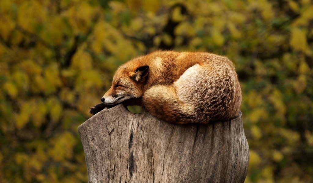 Обои лиса, лисица, животное, пень, дикая природа, fox, animal, stump, wildlife разрешение 1920x1200 Загрузить