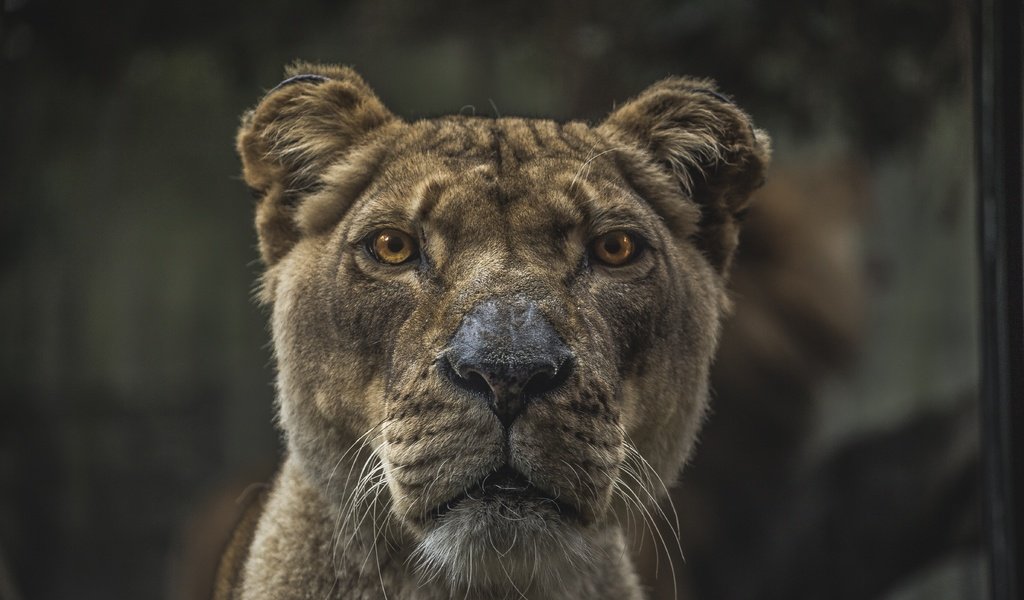 Обои морда, взгляд, хищник, животное, лев, львица, размытие, face, look, predator, animal, leo, lioness, blur разрешение 5472x3648 Загрузить