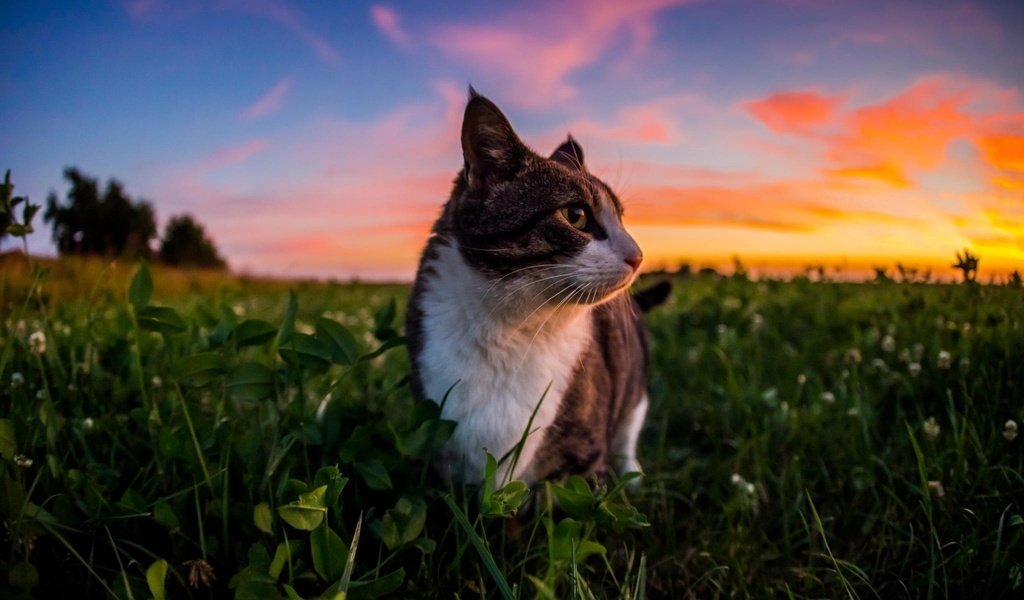 Обои небо, трава, облака, природа, закат, кот, кошка, the sky, grass, clouds, nature, sunset, cat разрешение 1920x1200 Загрузить