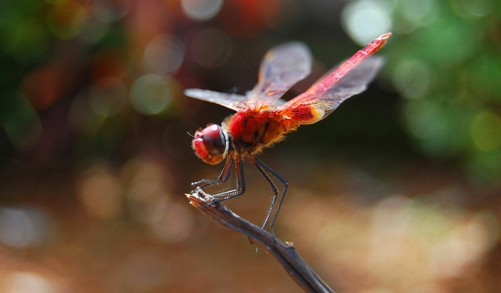 Обои насекомое, крылья, стрекоза, стебель, боке, insect, wings, dragonfly, stem, bokeh разрешение 1920x1200 Загрузить