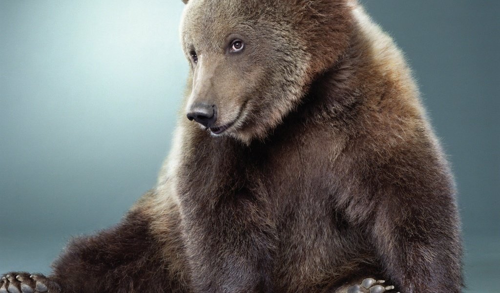 Обои мордочка, лапы, взгляд, медведь, мех, милый, muzzle, paws, look, bear, fur, cute разрешение 2560x1920 Загрузить