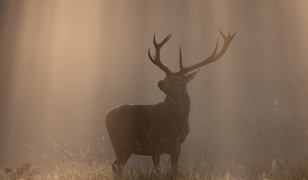 Обои природа, олень, туман, осень, рога, солнечный свет, nature, deer, fog, autumn, horns, sunlight разрешение 2048x1081 Загрузить