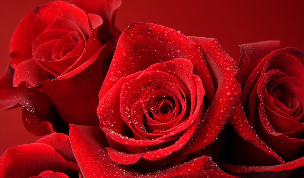 Обои цветы, бутоны, роса, капли, розы, роза, лепестки, красная роза, flowers, buds, rosa, drops, roses, rose, petals, red rose разрешение 1920x1200 Загрузить