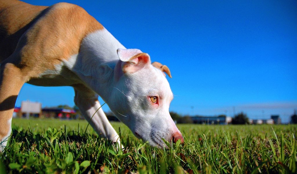 Обои собака, щенок, крупный план, газон, питбультерьер, питбуль, dog, puppy, close-up, lawn, pit bull terrier, pit bull разрешение 2500x1662 Загрузить