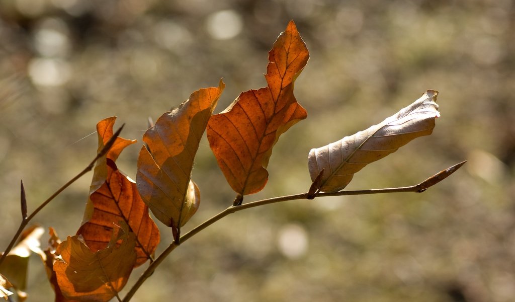 Обои ветка, природа, листья, осень, боке, сухие листья, branch, nature, leaves, autumn, bokeh, dry leaves разрешение 3872x2592 Загрузить