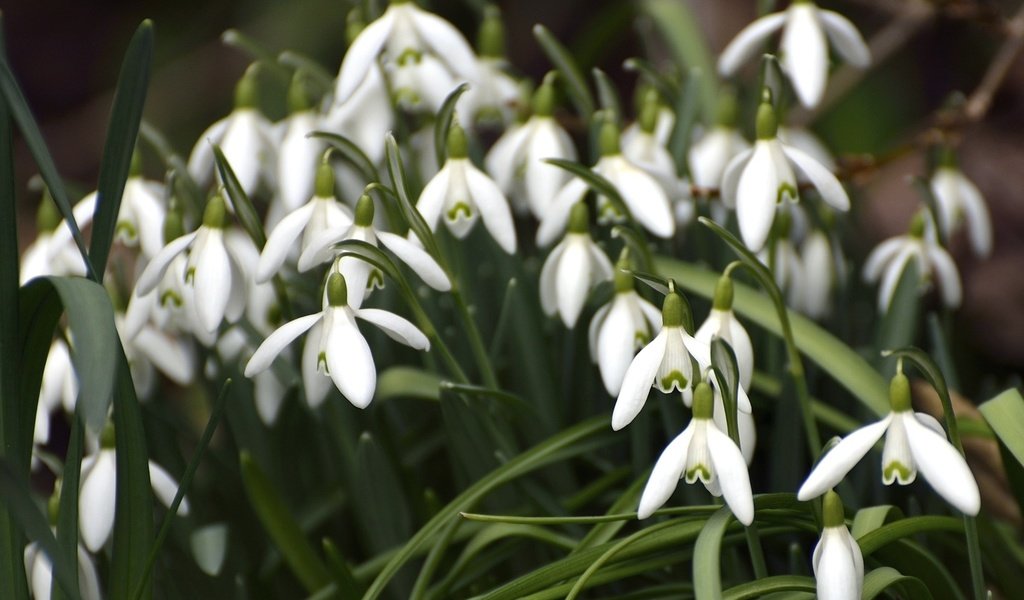 Обои цветы, весна, белые, подснежники, flowers, spring, white, snowdrops разрешение 1920x1278 Загрузить